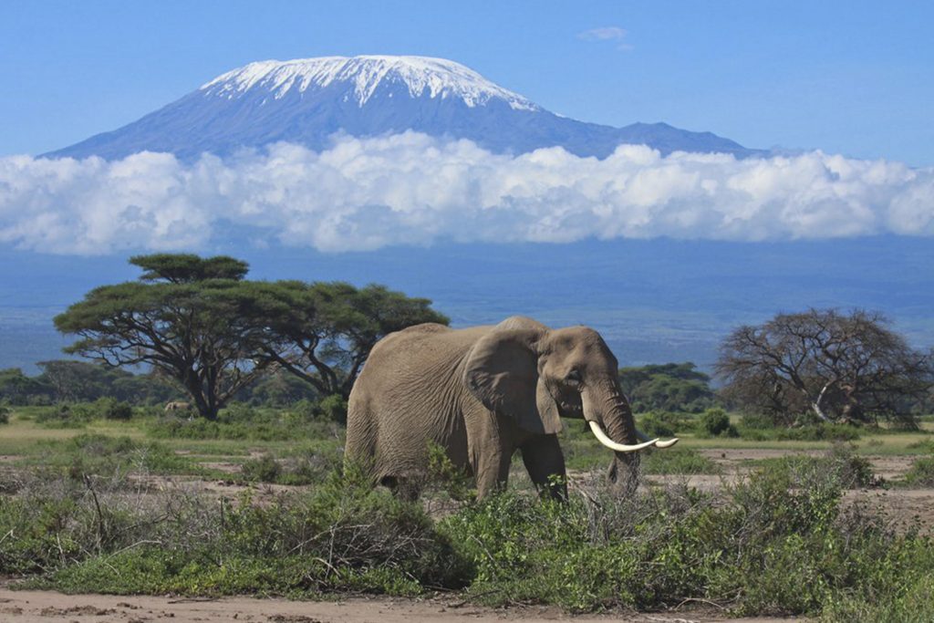 Великолепный вид на гору Килиманджаро